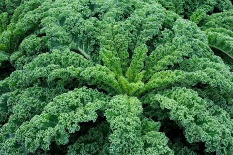 Kale (Brassica oleracea)