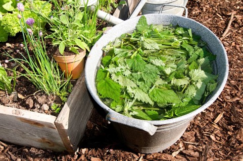 Herbal swill with stinging nettle (Urtica dioica), stinging nettle, stinging nettle swill, herbal