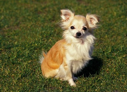 Chihuahua Dog sitting on Grass