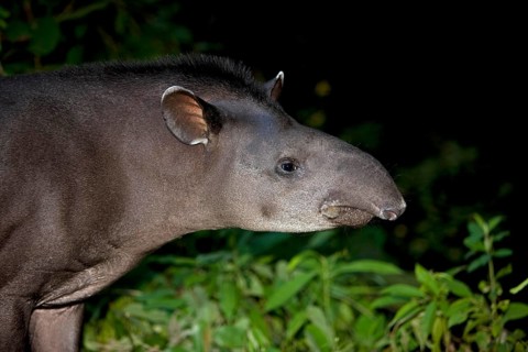 Lowland Tapir (tapirus terrestris), Head of Adult, Manu National Park in Peru