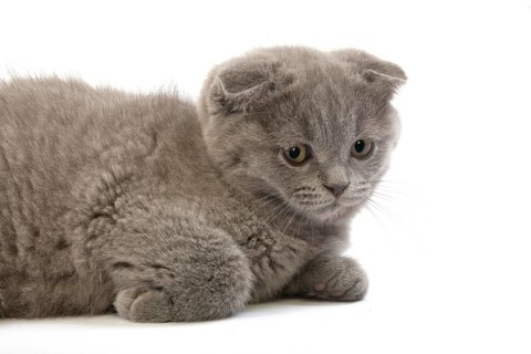 Blue Scottish Fold Domestic Cat, 2 Months old Kitten standing against White Background