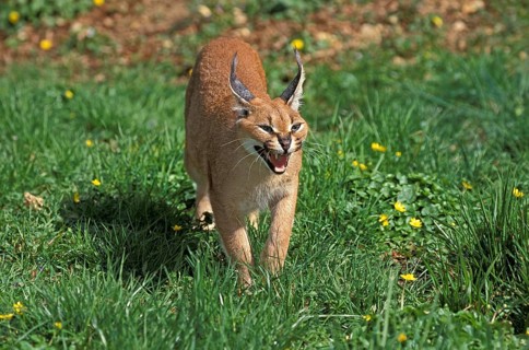 Caracal (caracal caracal), Adult Snarling in Defensive Posture