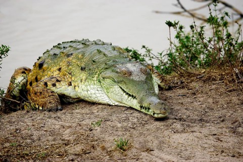 Orinoco Crocodile (crocodylus intermedius), Adult emerging from Water, Los Lianos in Venezuela