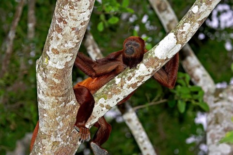 Red Howler Monkey (alouatta seniculus), Adult standing in Tree, Los Lianos in Venezuela