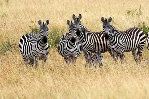 Burchell's Zebra (equus burchelli), Herd at Masai Mara Park in Kenya