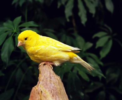 Border Canary (serinus canaria), Adult standing on Stone