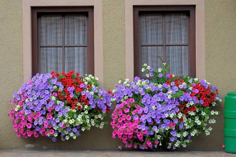 Baden-Württemberg, Black Forest Petunias at the window outside