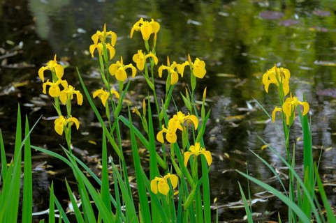 Marsh iris by the pond, Marsh iris, Yellow iris (Iris pseudacorus)