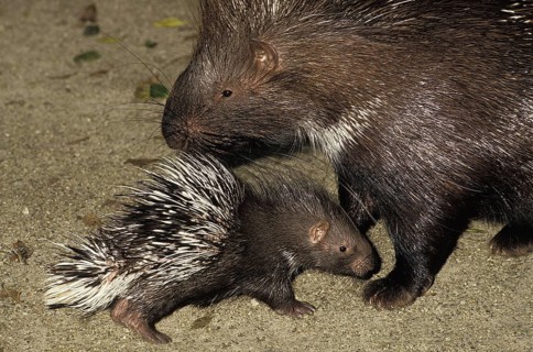 Crested Porcupine (hystrix cristata), Mother and Cub