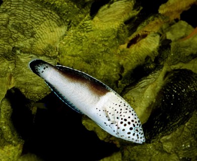 Mirror spot wrasse, Mirror spot wrasse, Other animals, Fish, Animals, Wrasse, CORIS CLOWN WRASSE