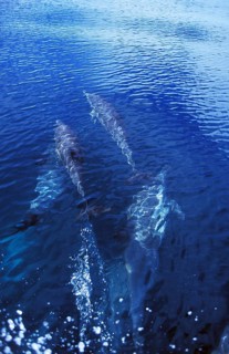 Group of dophins in Mexico