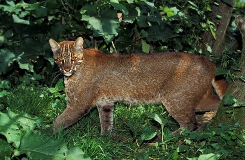 Asian golden cat or temmink cat, catopuma temmincki, adult