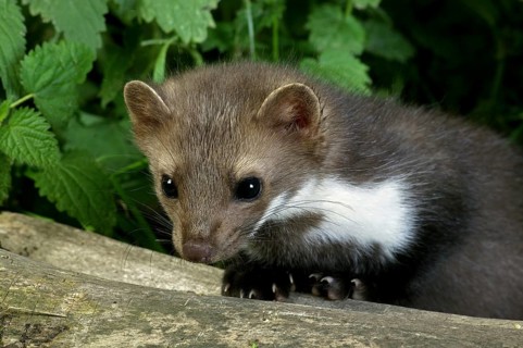 Beech marten (martes foina), young on stump