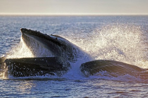 Humpback whale (megaptera novaeangliae), group bubble net feeding, open mouth to catch krill,