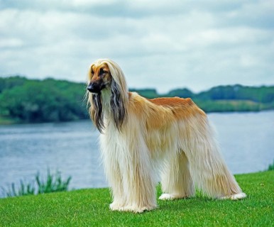 Afghan hound, adult standing by the lake