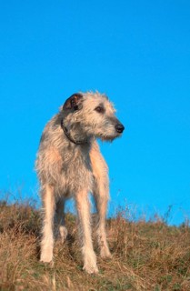 Irish Wolfhound, Irish Wolfhound (animals) (greyhound) (mammals) (mammals) (domestic dog) (domestic