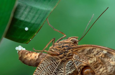 Owl Butterfly, female, lying pale owl (Caligo memnon), Owl butterfly, female, laying eggs, side,