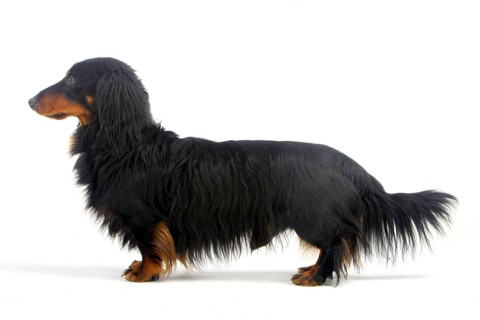Longhair dachshund, black-red, male, dachshund, dachshund, lateral