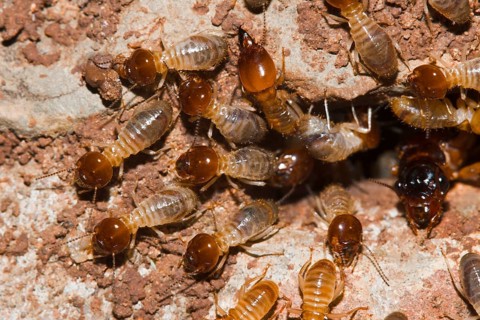 Termites, Mooi River Falls, KwaZulu Natal, South Africa, Africa