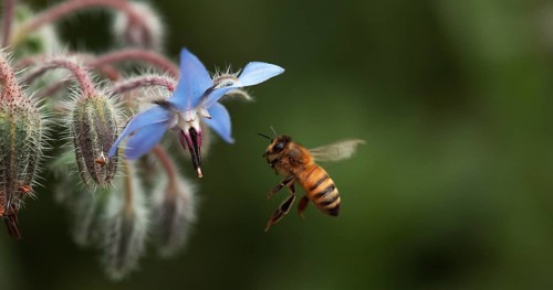 European Honey Bee (apis mellifera), Bee foraging a borage Flower, Insect in Flight, Pollination