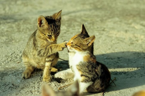 Young domestic kittens, Lesvos, Greece, Europe