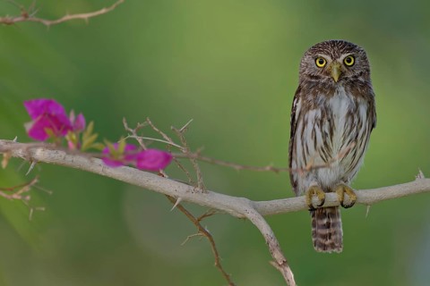 Ferruginous pygmy owl (Glaucidium brasilianum), Corozal district, Belize, Central America