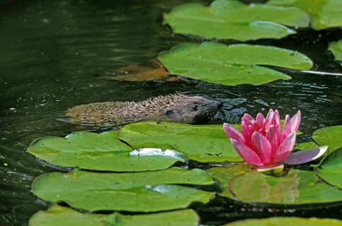 European Hedgehog (erinaceus europaeus), Adult crossing Pond, Normandy