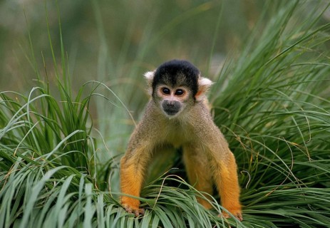 Squirrel Monkey (saimiri sciureus), Adult in Long Grass