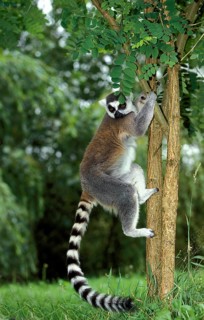 Ring Tailed Lemur (lemur catta), Adult climbing down Tree