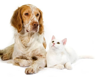 French spaniel dog (cinnamon colour) with white domestic cat against white background