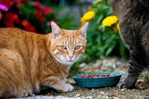 Red Tabby and Brown Tabby Domestic Cat, Cats eating, Normandy