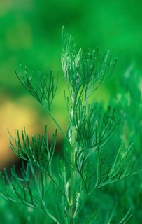 Lad's love (Artemisia abrotanum), Lemonweed (Plants) (Medicinal Herbs) (Medicinal Plants)