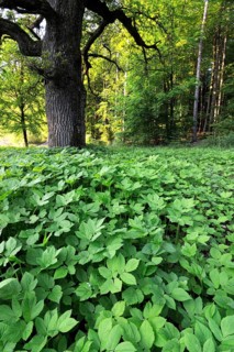 Ground elder, fenugreek, trefoil, goat's-foot, goosefoot, goat's-tail (Aegopodium podagraria)