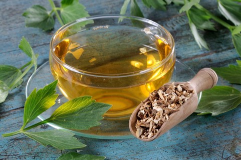 Lovage (Levisticum officinale), cup of lovage root tea, Maggi wort, lovage root tea, lovage tea