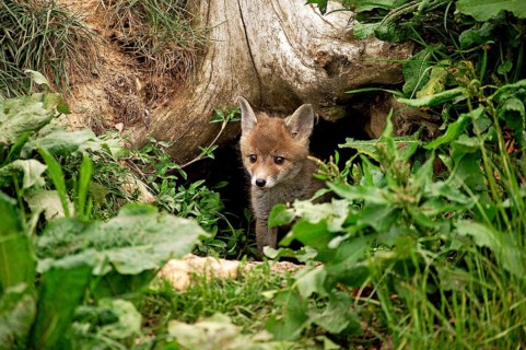 RED Fox (vulpes vulpes), WELpE COMING FROM THE HELL, NORMANDY IN FRANCE