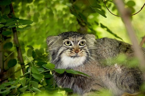 Pallas's cat (otocolobus manul) or Pallas' cat, adult