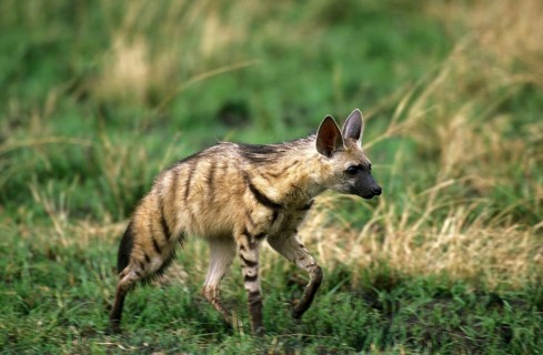 Aardwolf (proteles cristatus), Adult walking through Savannah, Kenya, Africa
