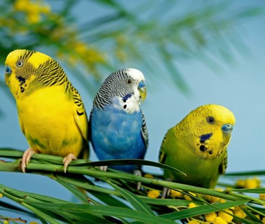 Budgerigar (melopsittacus undulatus), Group on Mimosa Branch
