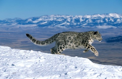 Snow leopard or ounce, uncia uncia, adult running through the mountain