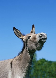 French Grey Donkey, portrait of an Adult