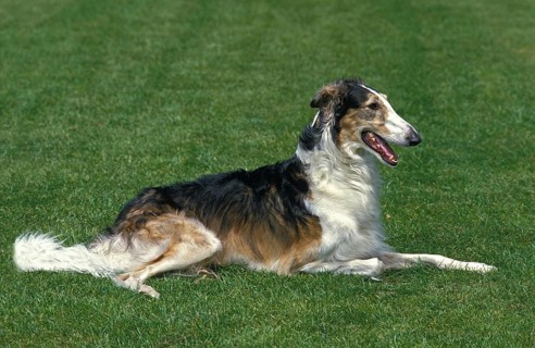 Borzoi or Russian Wolfhound, dog lying on grass
