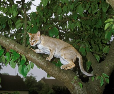 Singapura domestic cat, adult on branch
