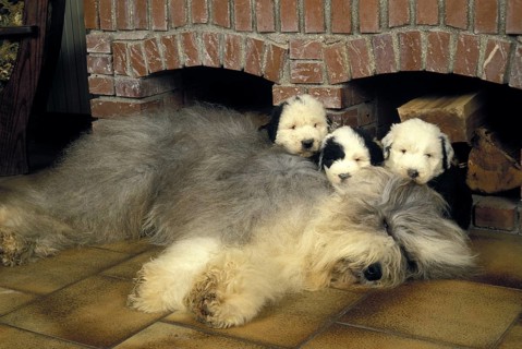 Bobtail dog or Old English Sheepdog, mother and puppies