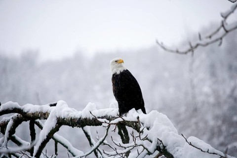 Bald Eagle (haliaeetus leucocephalus), Alaska