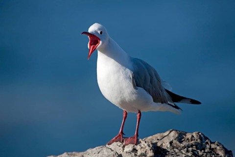 HARTLAUB'S GULL OR KING GULL larus hartlaubii, ADULT CALLING OUT, HERMANUS IN SOUTH AFRICA