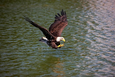 Bald Eagle (haliaeetus leucocephalus), Immature in Flight above water, Fishing