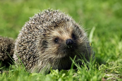 European Hedgehog (erinaceus europaeus), Female standign on Grass, Normandy in France