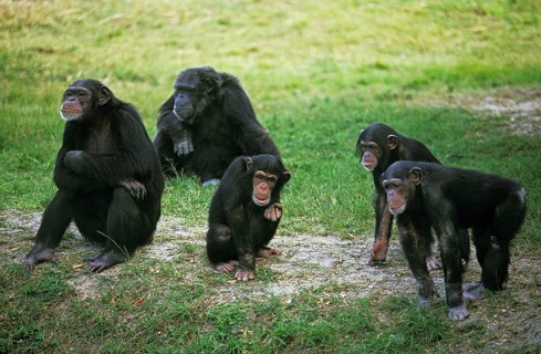 Chimpanzee (pan troglodytes), Group of Adults