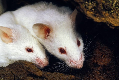 WHITE MOUSE (mus musculus), ADULT, CLOSE-UP OF HEAD