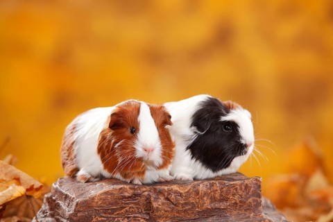 Sheltie guinea pig, red and white, and Coronet guinea pig, tortie and white